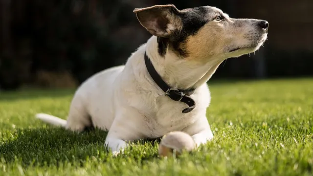dog-4112950_960_720_1.jpg