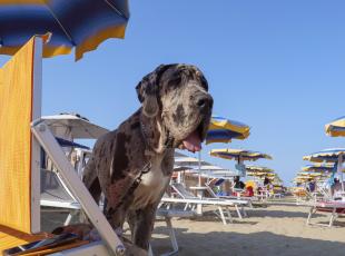 cani in spiaggia