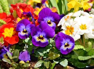 fiori