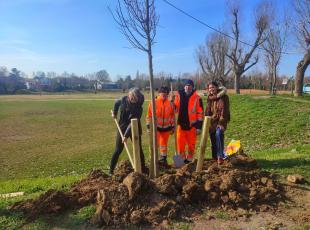 messa a dimora di un tiglio al Parco Marecchia