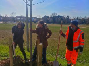 messa a dimora di un tiglio al Parco Marecchia