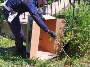 serpente trovato al parco di Viserba