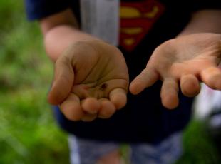 mani di bambino con una coccinella