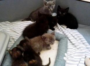 Gatti abbandonati