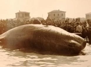 Capodoglio spiaggiato a Rimini nel 1943