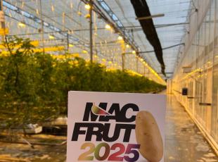 macfrut