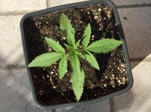 marijuana.jpg