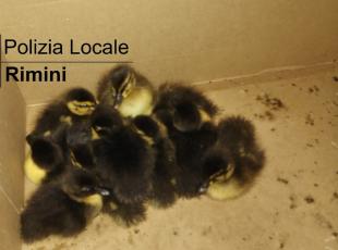 pulcini_di_germani_trovati_dalla_polizia_locale_.jpeg