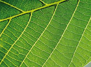 vivi-ilverde-thb.jpg