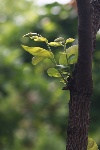 alberi