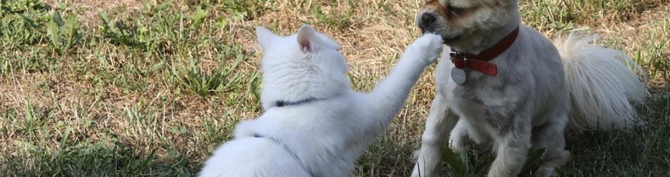 canegatto.jpg