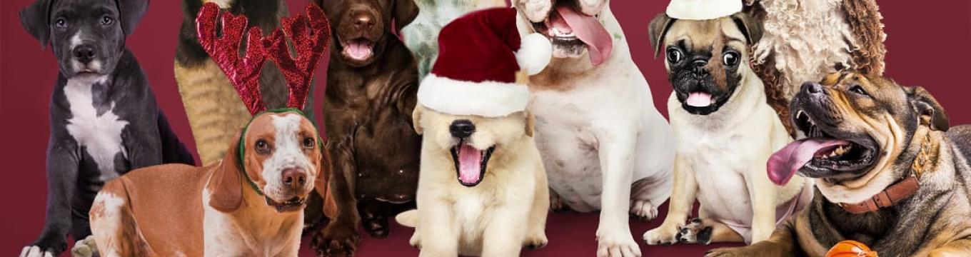 canile_natale.jpg