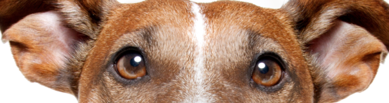 displasia-cane1.png