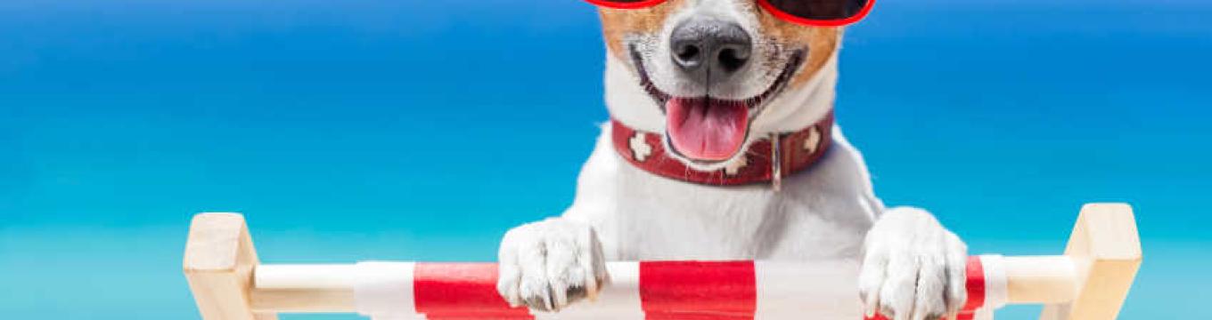 dog-friendly-holidays.jpg