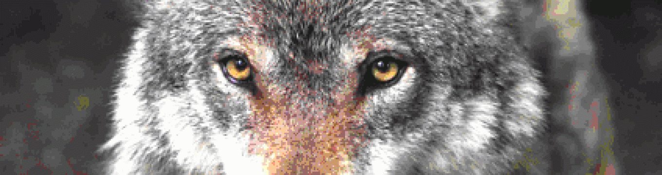 lupo.gif