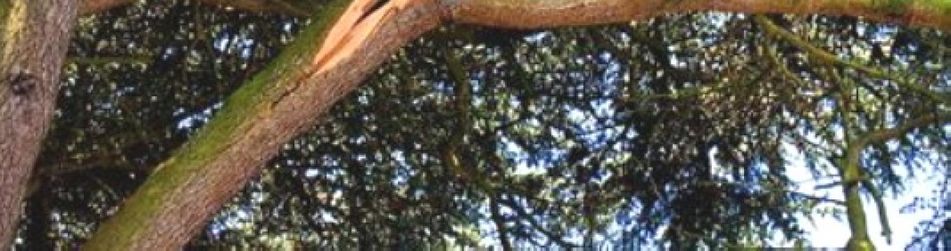 pianta-pericolante.jpg