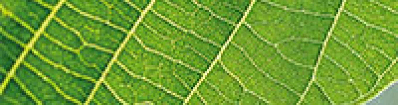 vivi-ilverde-ico.jpg